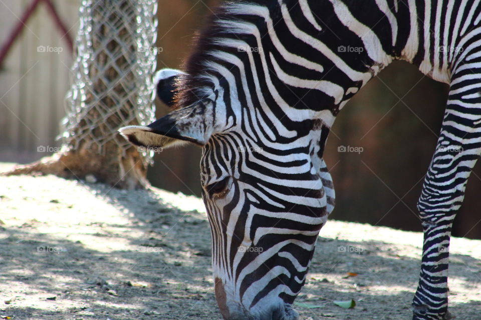 hungry zebra