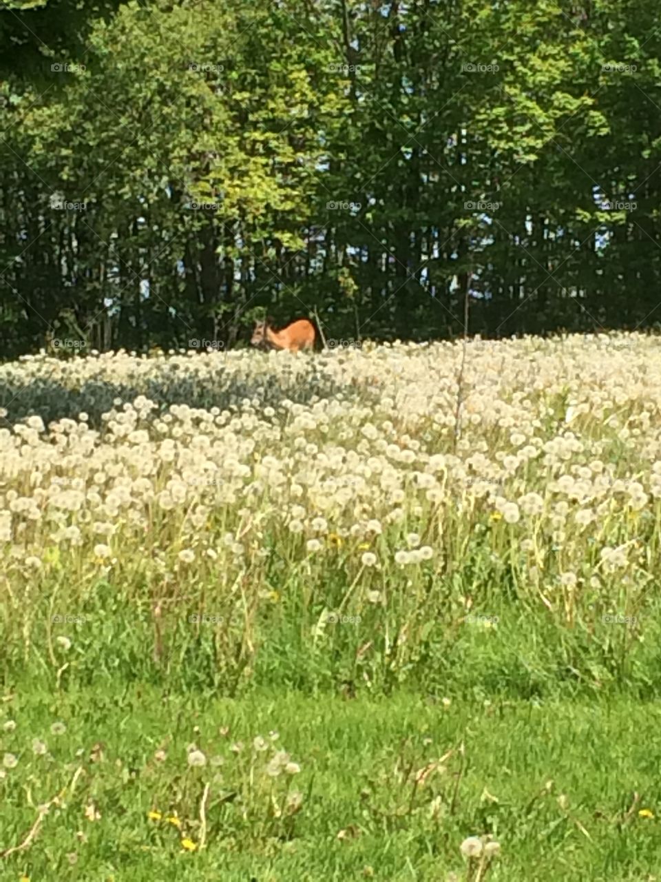 Deer in Field