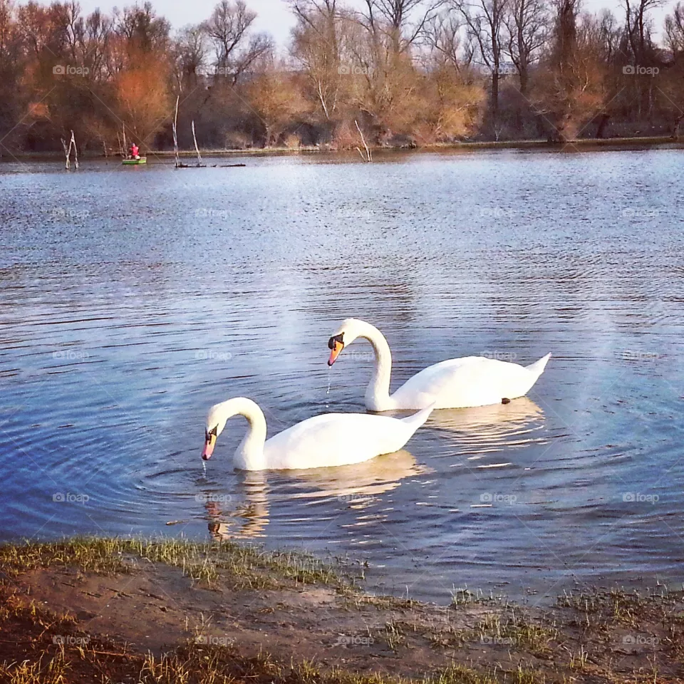 Swan 