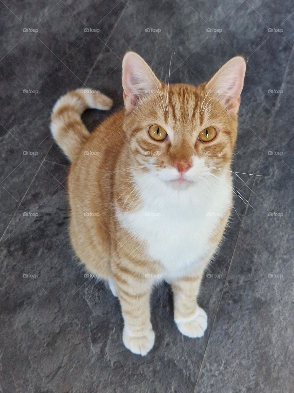 HeeY Beauty how are you? 😉 Cat Photo