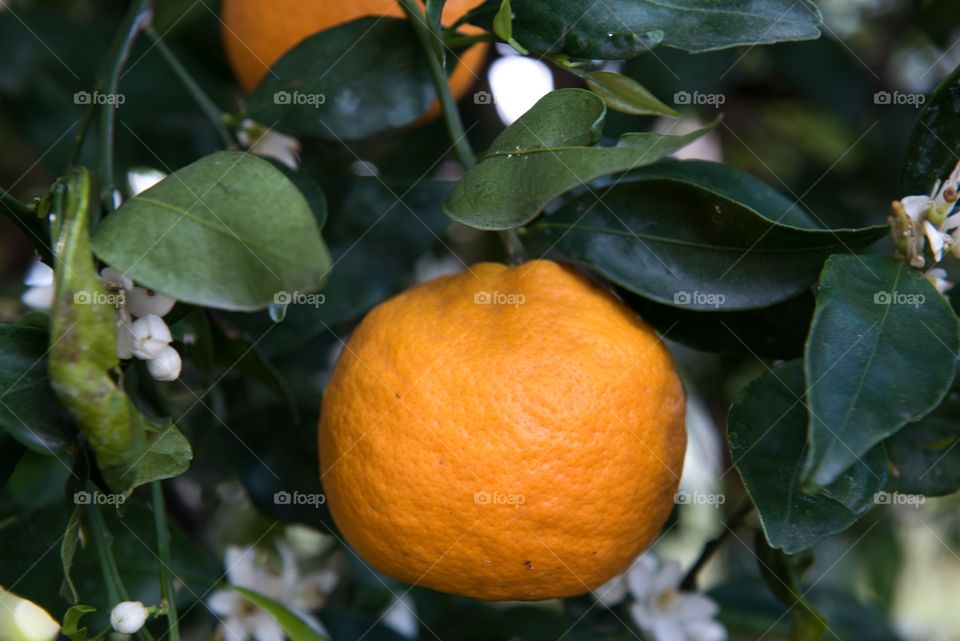 Orange on a tree