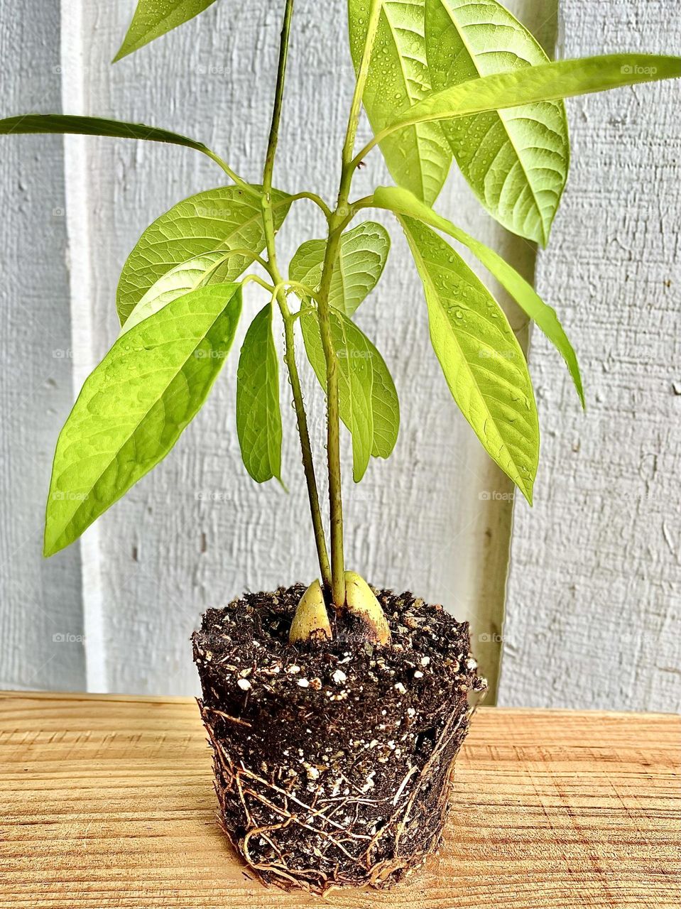 Avocado Plant from Pit