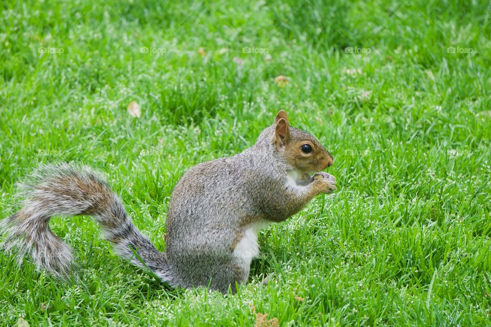 A gray eastern squirrel  sitting and munching on a nut at a park in Manhattan, New York, City.