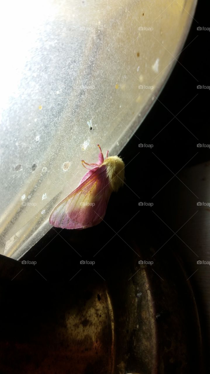 pink and yellow moth on porch light