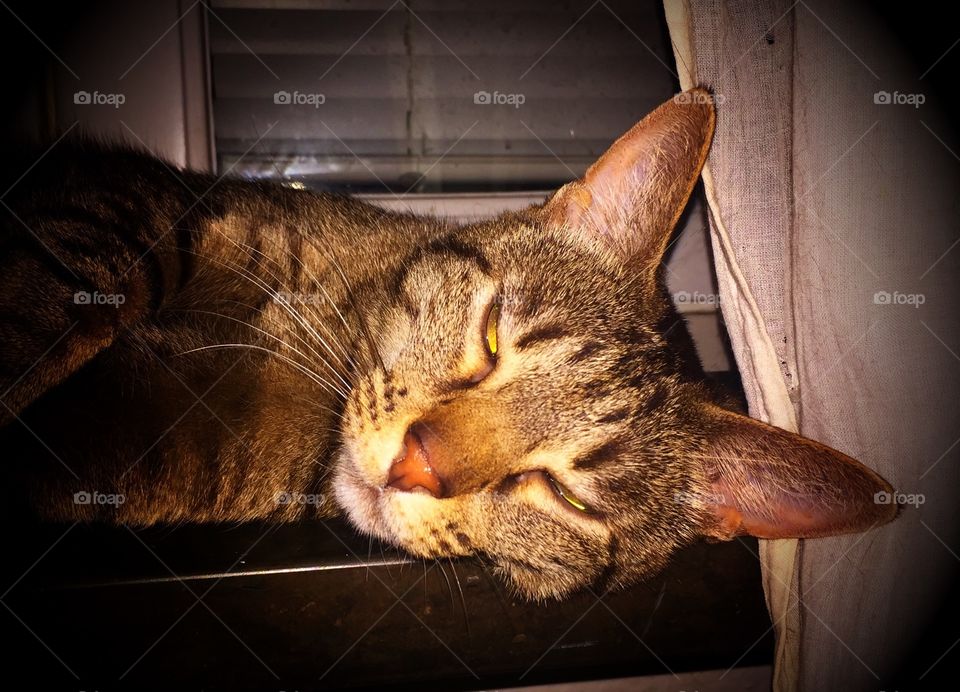 Let me sleep 5 more minutes, mjaou.