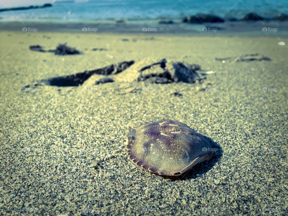 Crab shell on a sandy beach