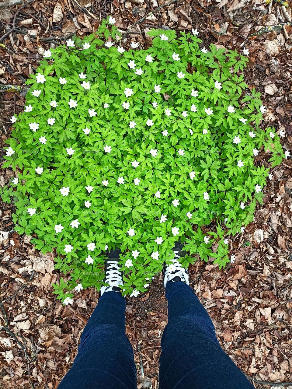 beautiful nature green leaves spring plants and legs person top view, love green 💚