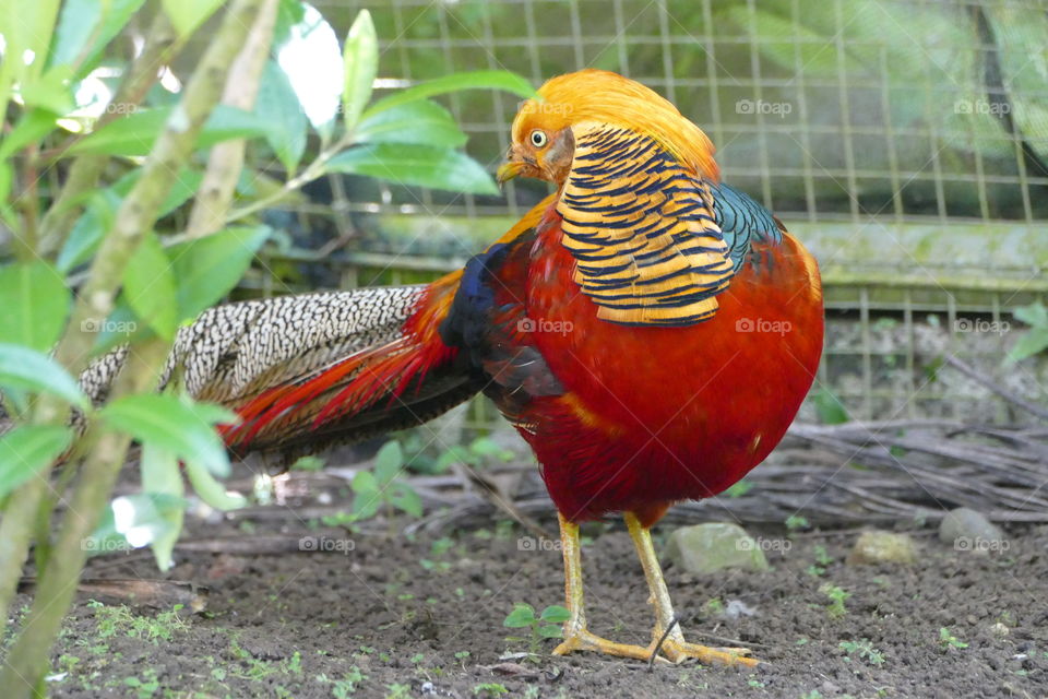 a colorful bird