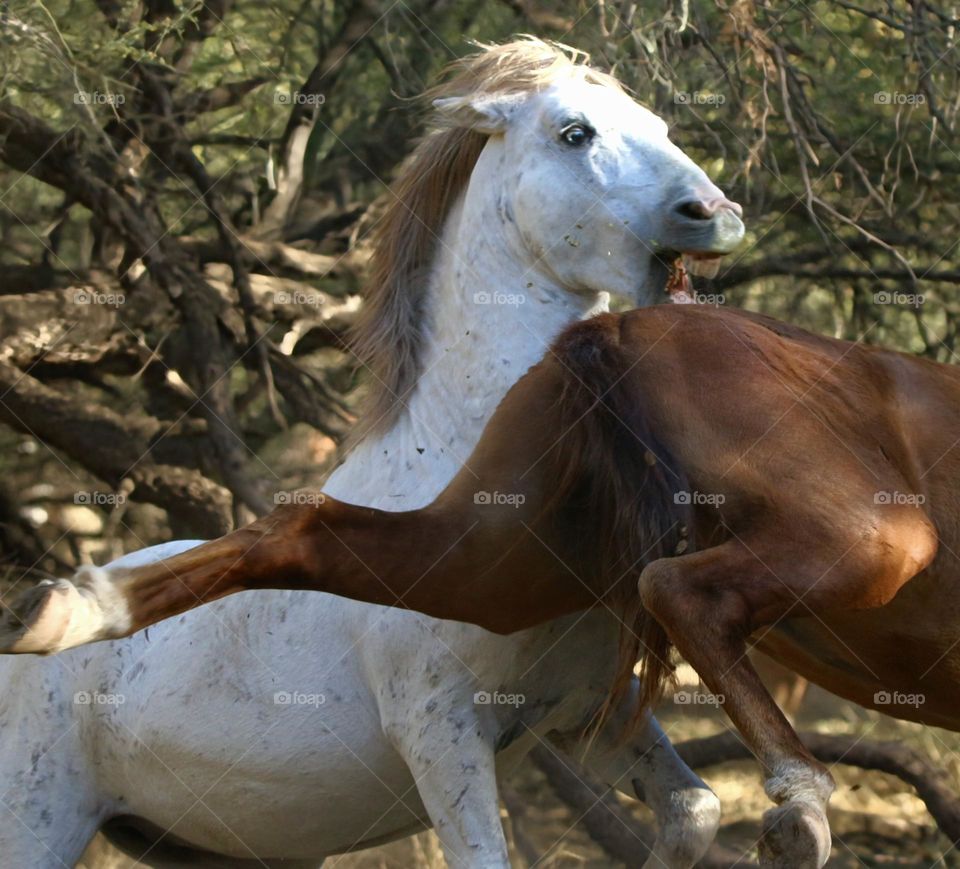 Wild Stallion Avoiding a Kick
