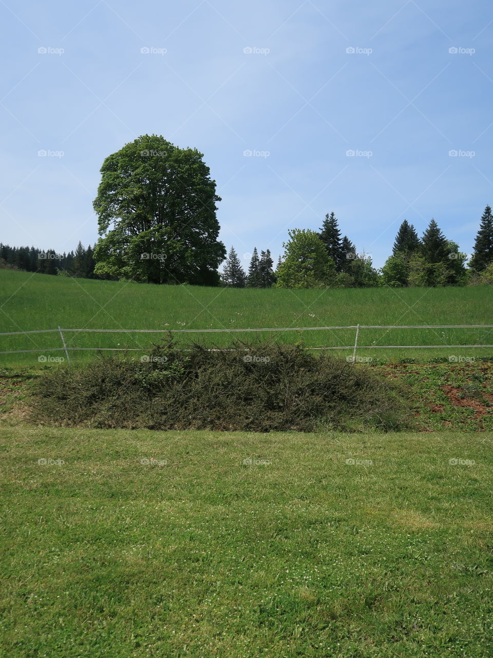 A grand tree on a green hill in Western Oregon on a sunny spring day. 