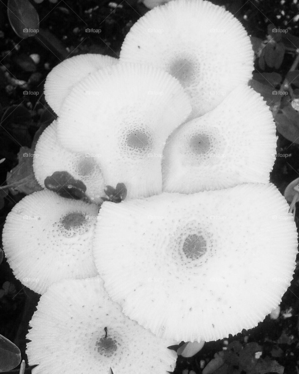 Black and white mushrooms