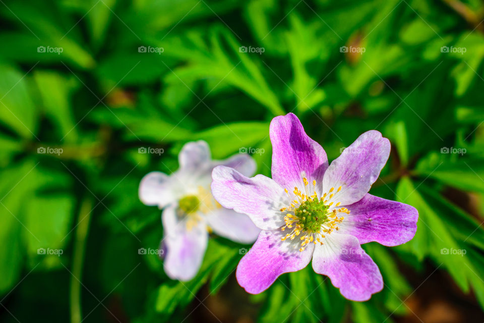 first spring flowers
