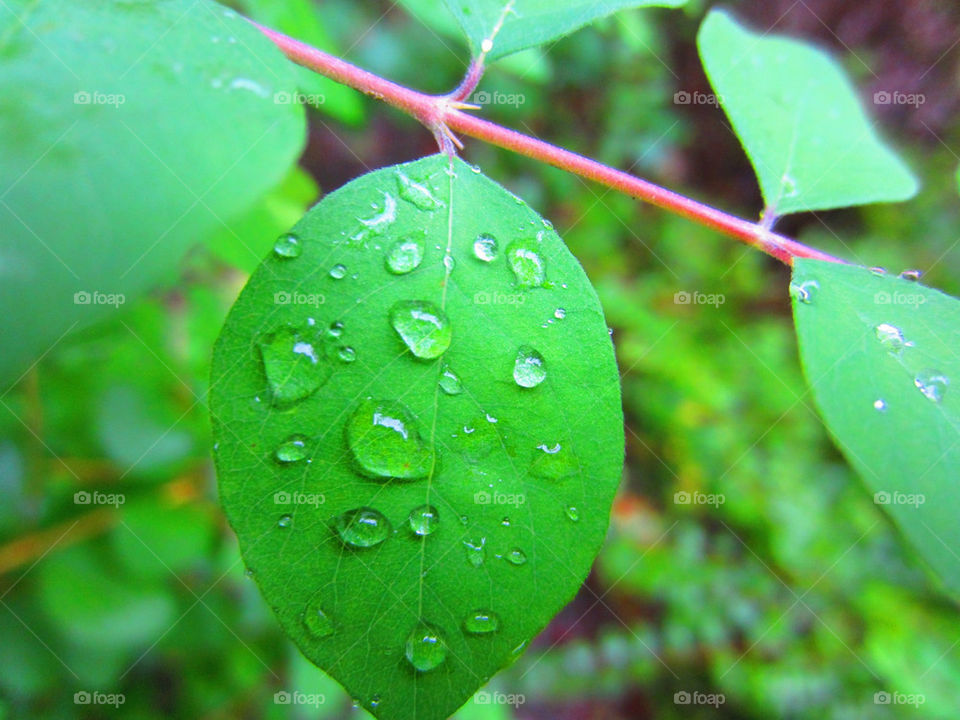 nature leaves leaf waterdrops by jaffarali