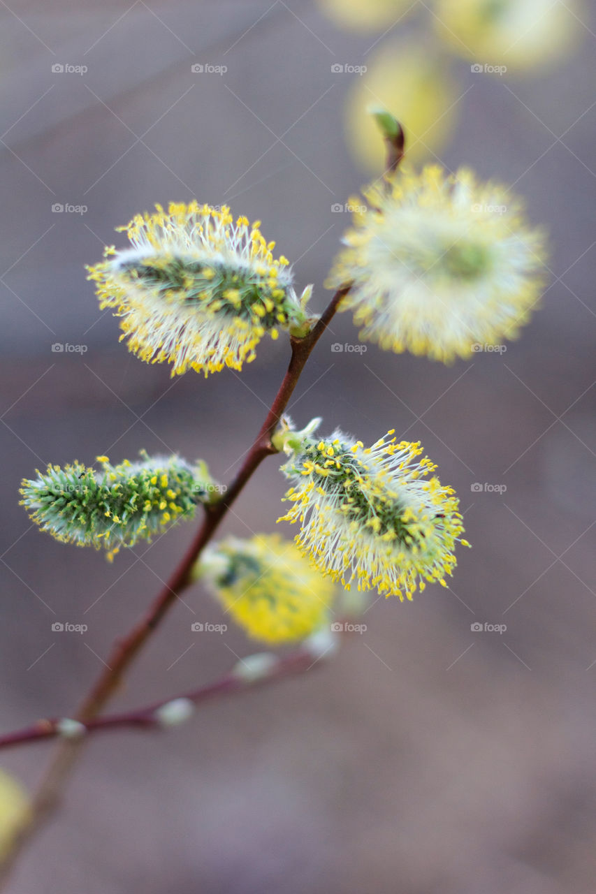 Spring buds