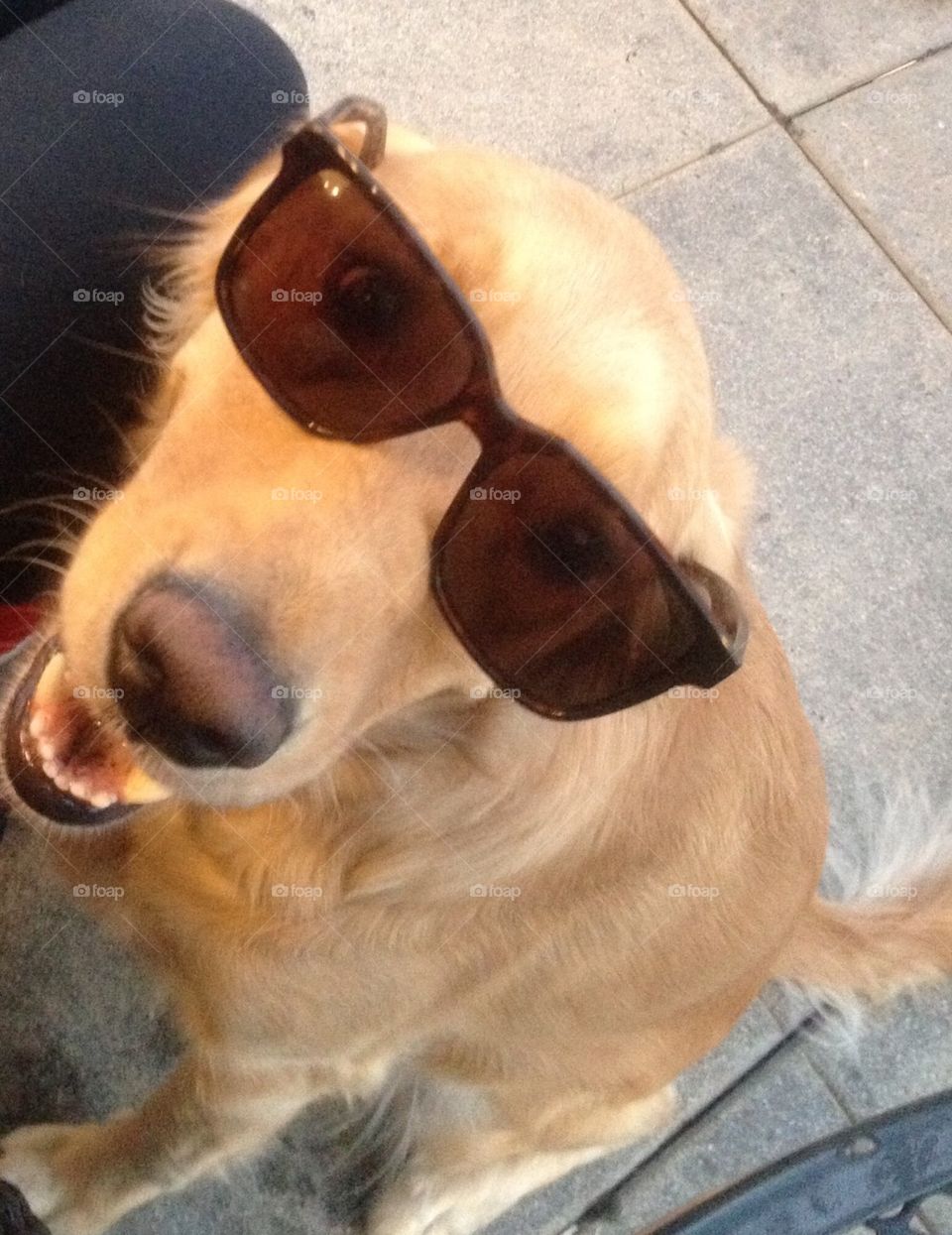 Cool Doggie