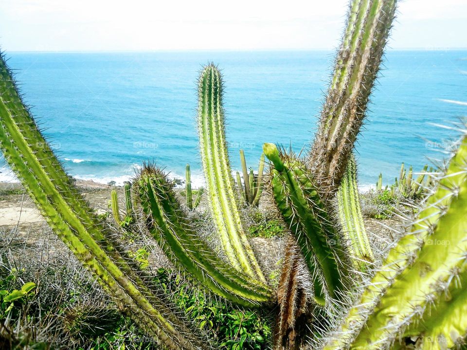 Cactus on the beach 