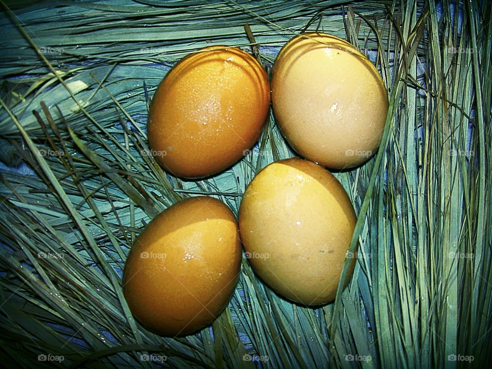CHICKEN EGG FOOD