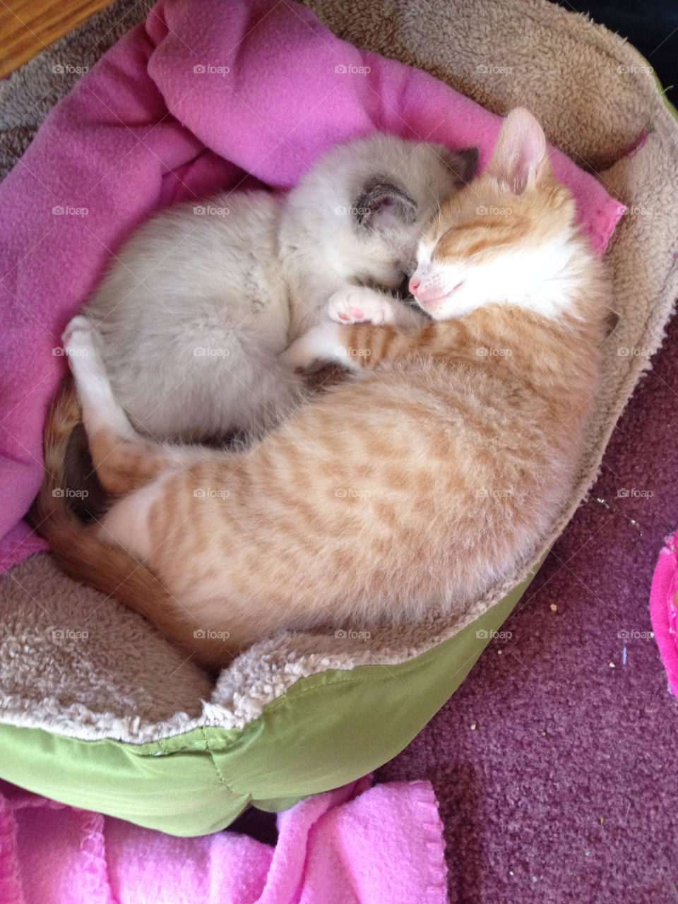 cozy slumber sleeping kittens by sarahrutherford