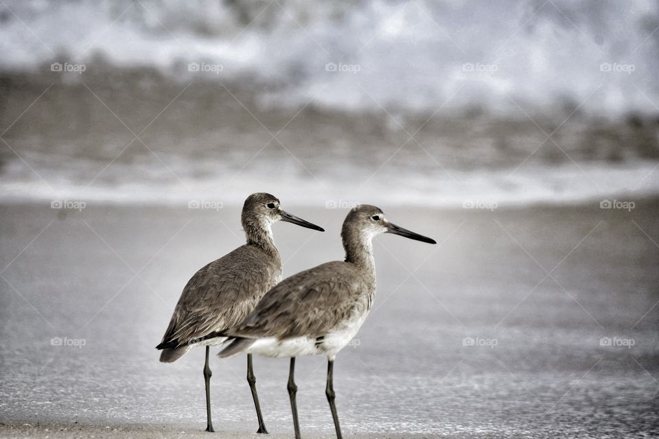 Birds on the beach