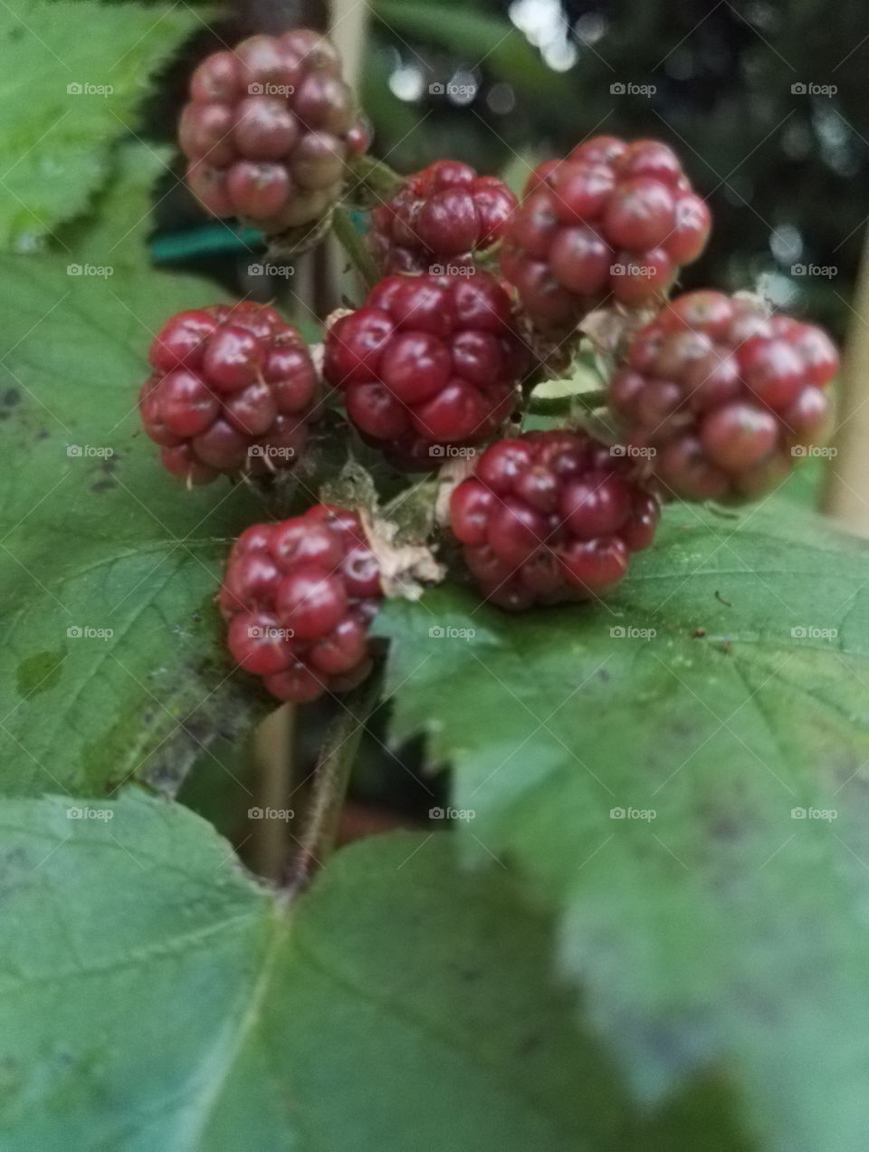 growing blackberries