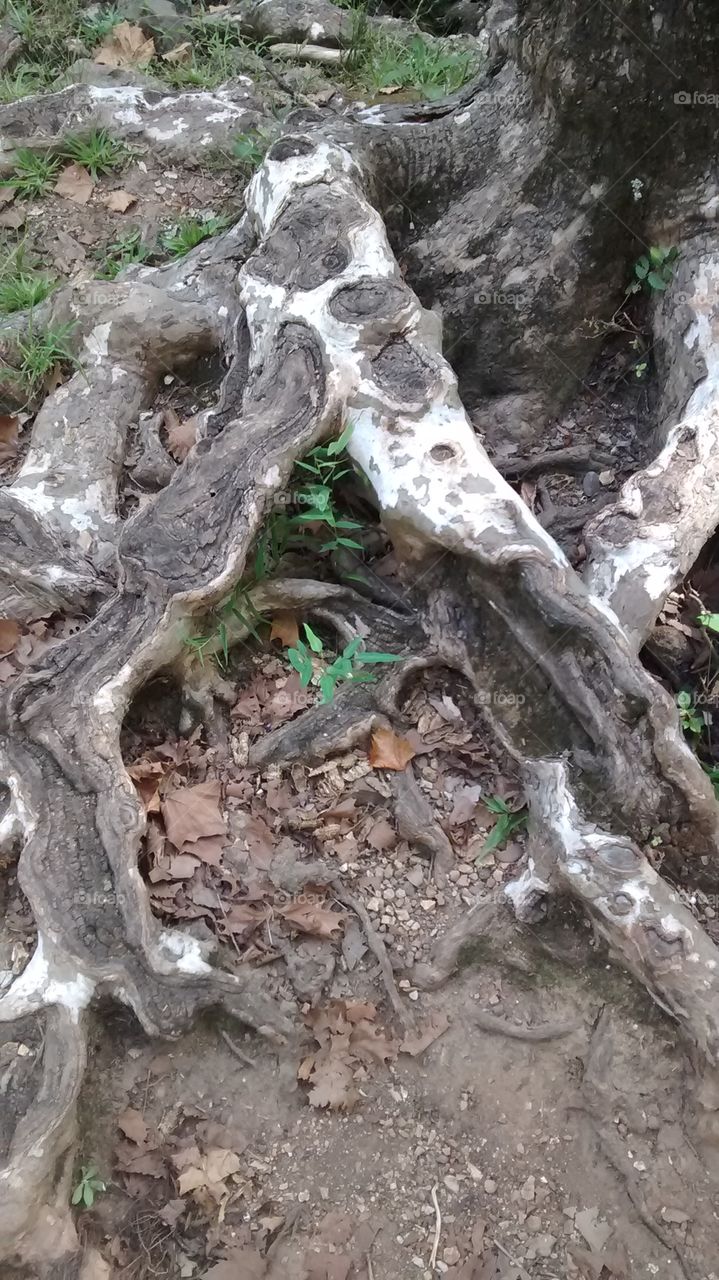 interesting roots