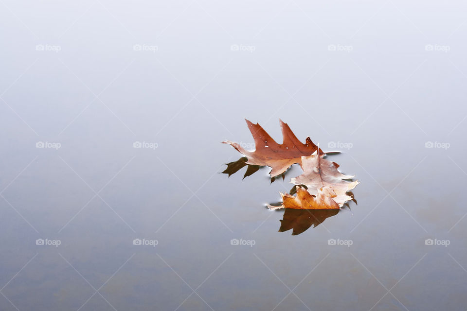 Leaves on water  
