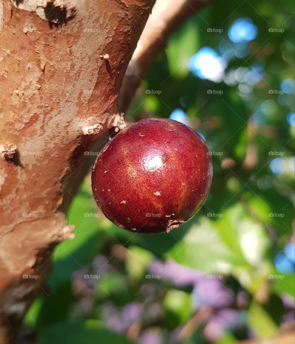 jabuticaba - fruit
