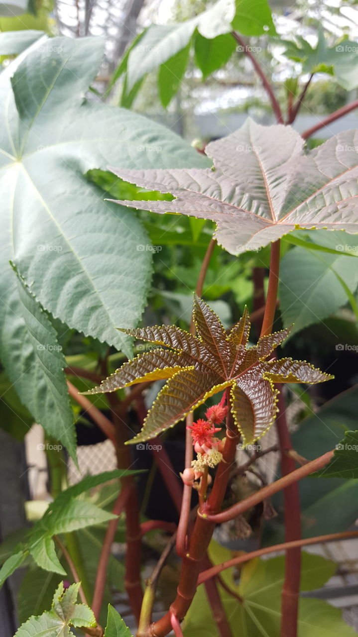 new leaf