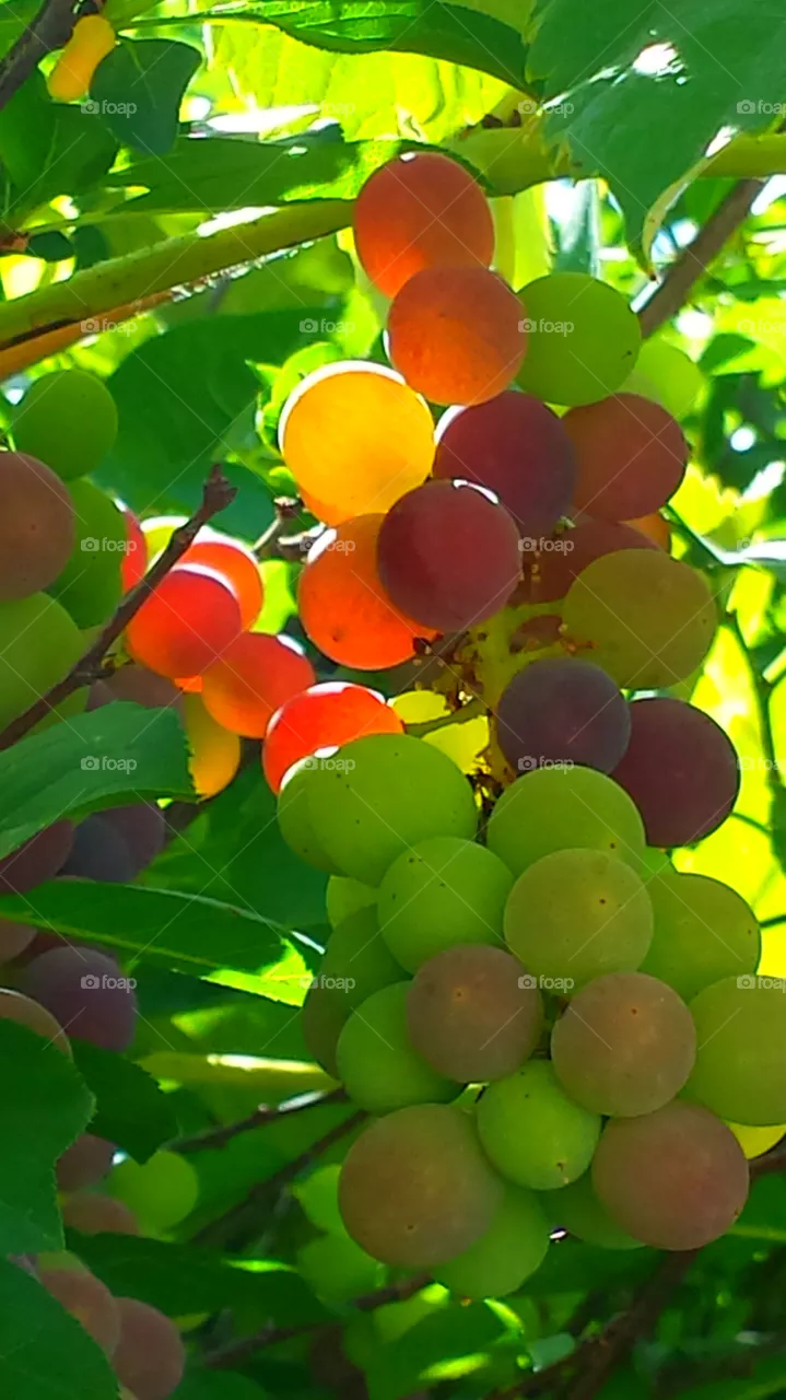 "Grapes"