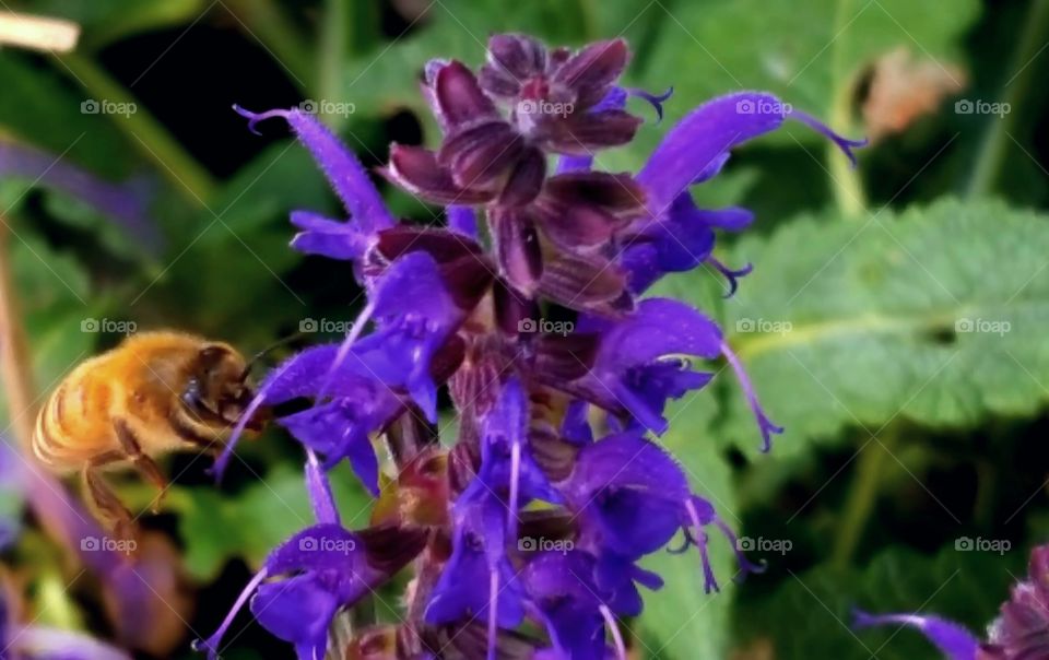 A honey been coming in for some goods