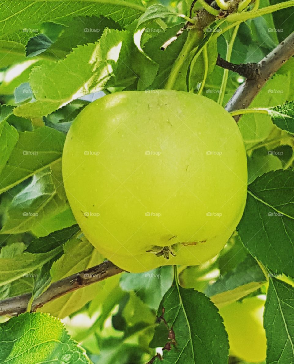 Frischer Äpfel am Baum