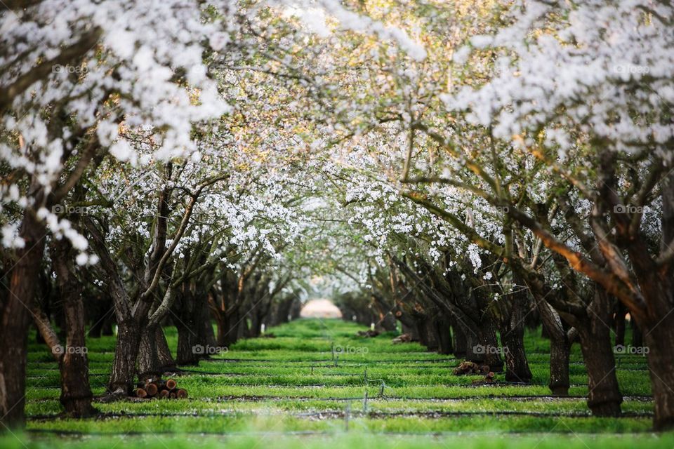 Tree tunnel