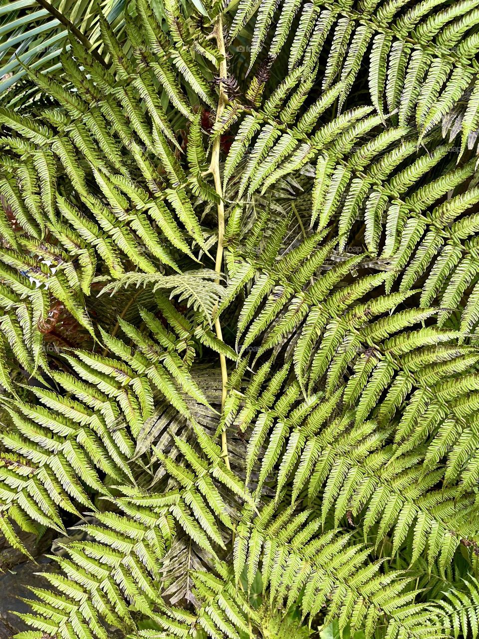 Big green leaf of fern close up