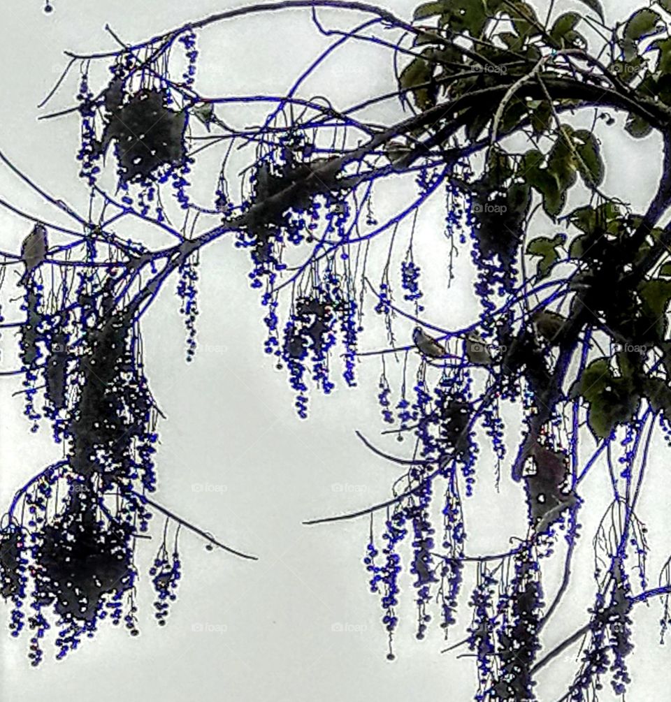 Three birds like to eat donews, This Tree's donews grow in clusters, so surprised, looked like an ink painting. feela special style feeling.