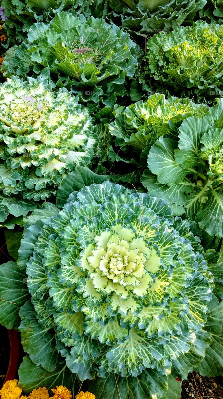 Beautiful Ornamental Cabbage