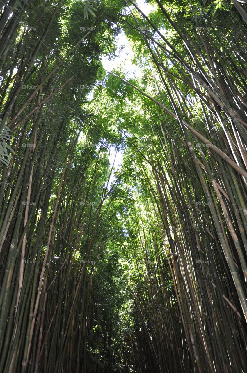 Boardwalk through bamboo forrest 