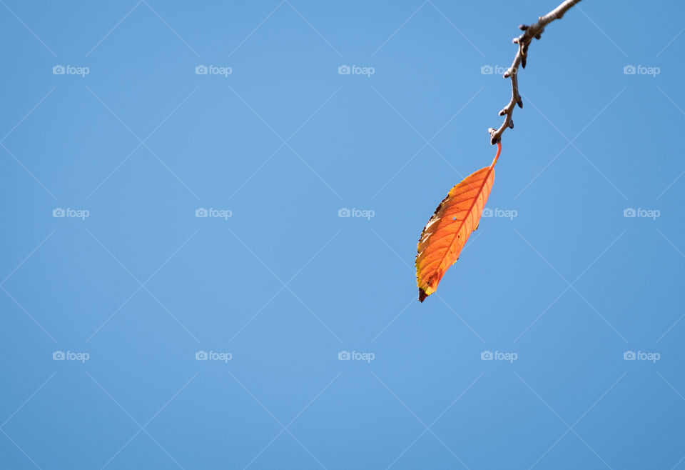 Last leaf before winter