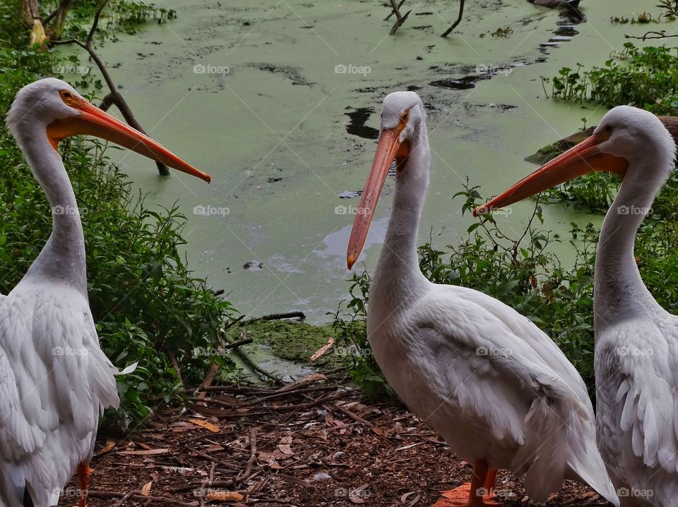 Wild White Storks. White Storks, Symbols Of Fertility
