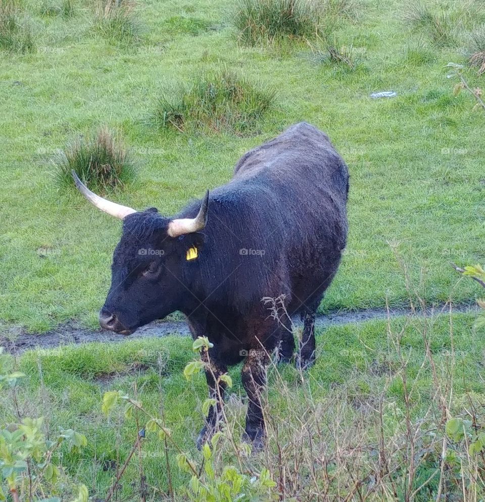 rind cow bull bulle hörner gras wiese Weide kuh