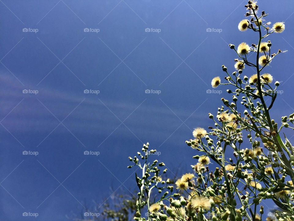 Green grass with a blue sky