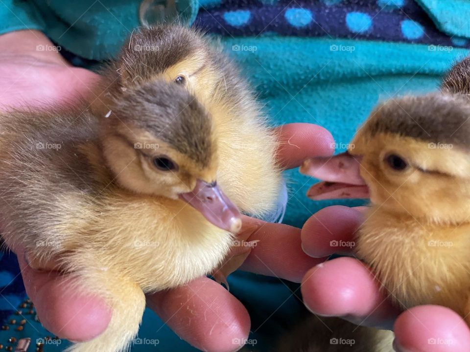 Woman’s hands holding some beautiful ducklings 