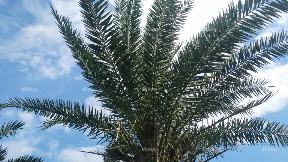 a beautiful date tree in the yard.