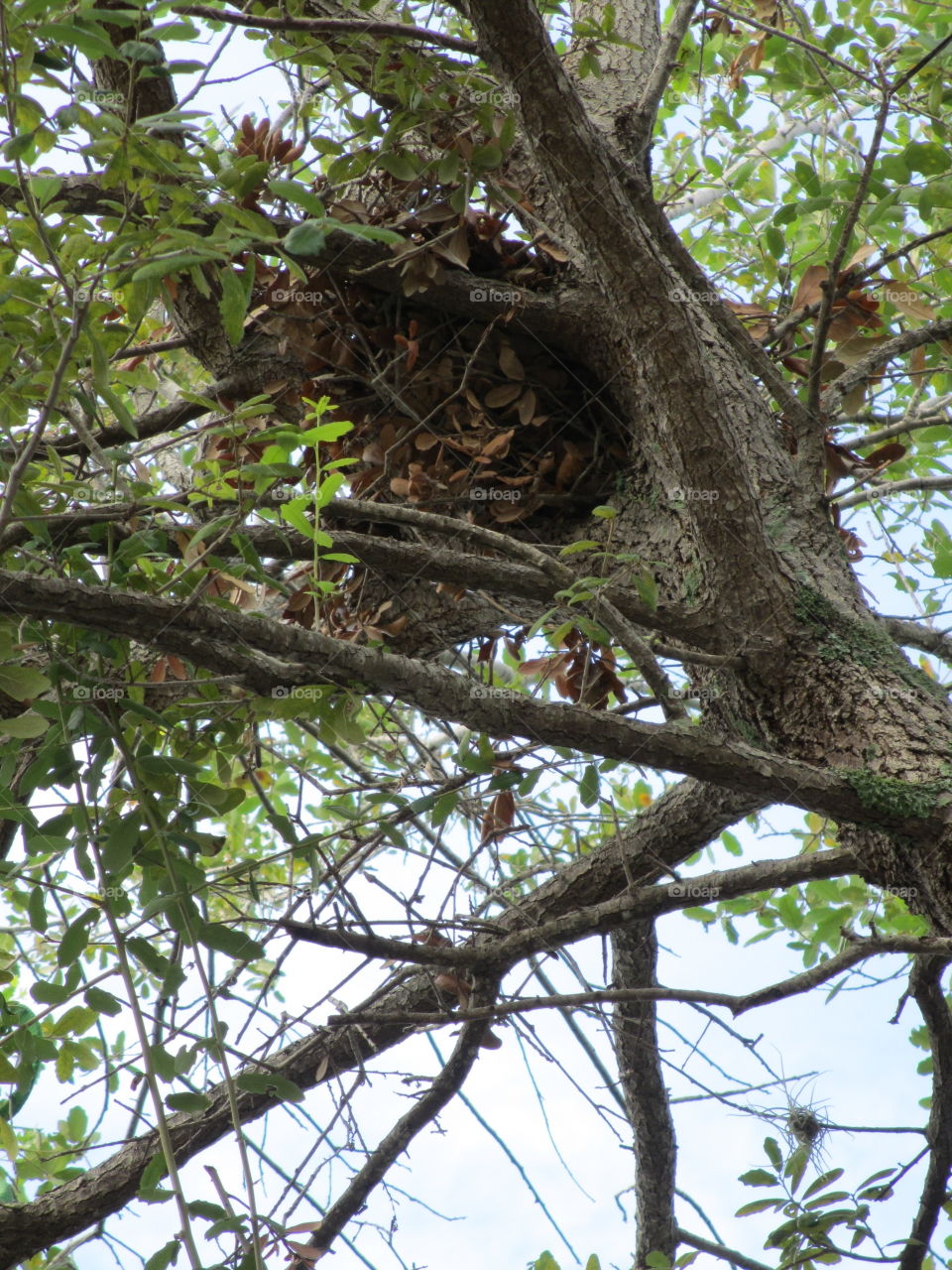 Squirrel's nest in an oak tree