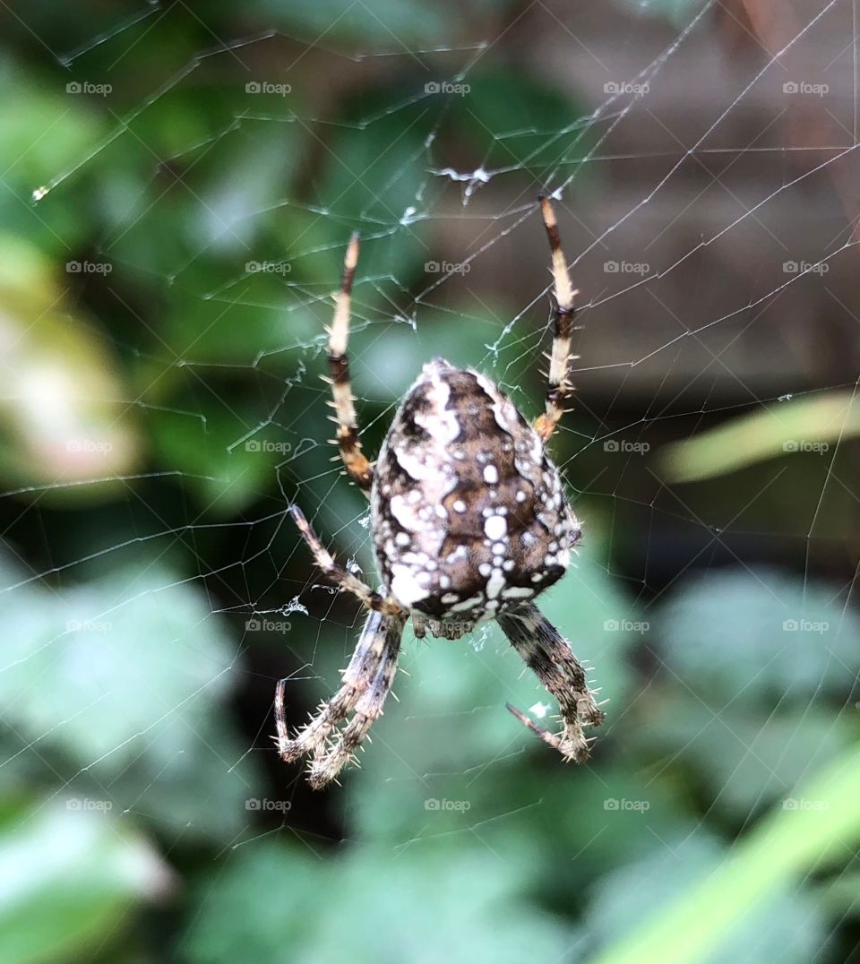 Spider, Arachnid, Spiderweb, Nature, Insect