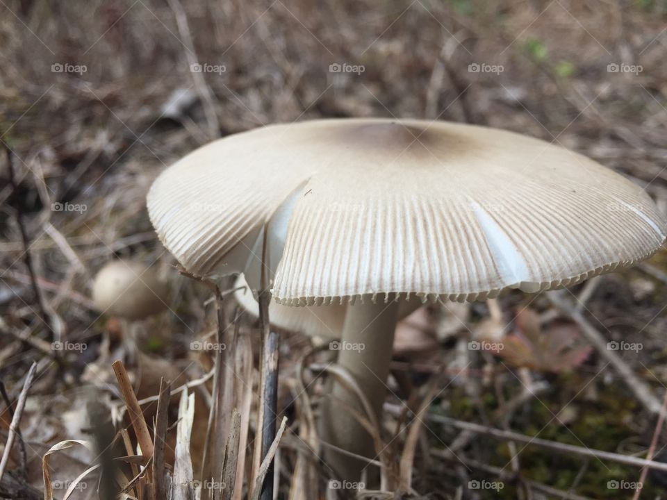 Mushroom 