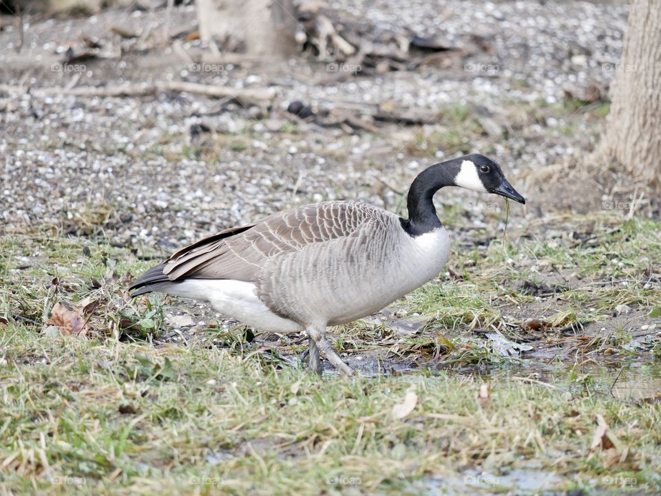 It’s a great day for Canadian geese to wander through the local park, looking for food.