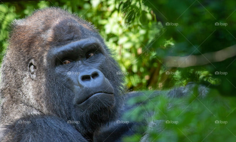 Mountain gorilla 