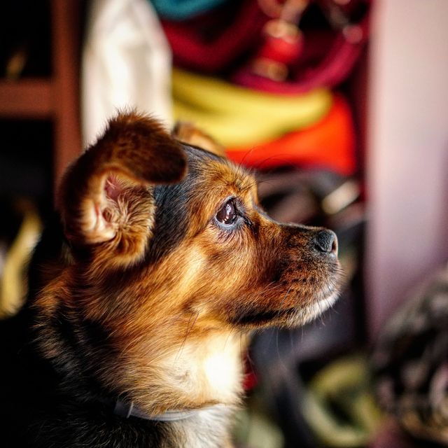 Pet profile