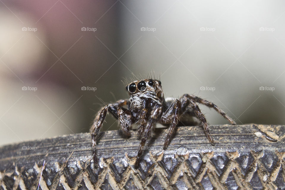 jumping spider with bif eyes