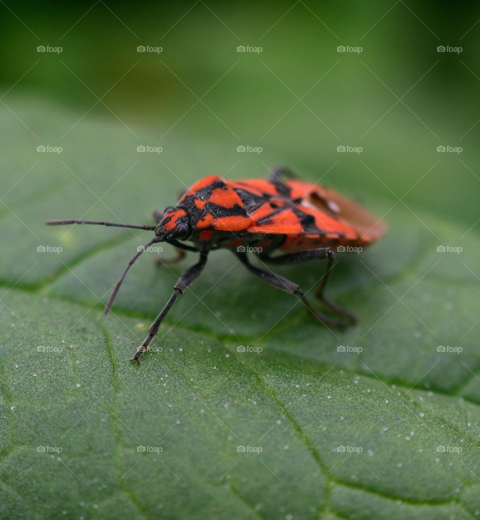 red bug on green leaf